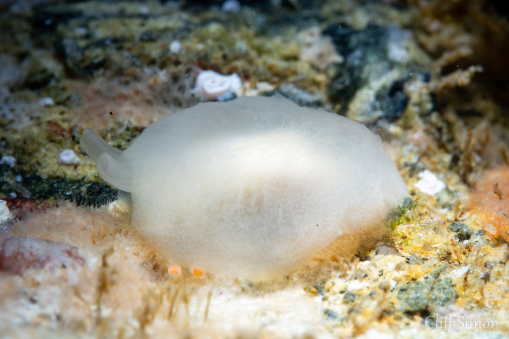 Strong's Sidegill, Pleurehdera strongi