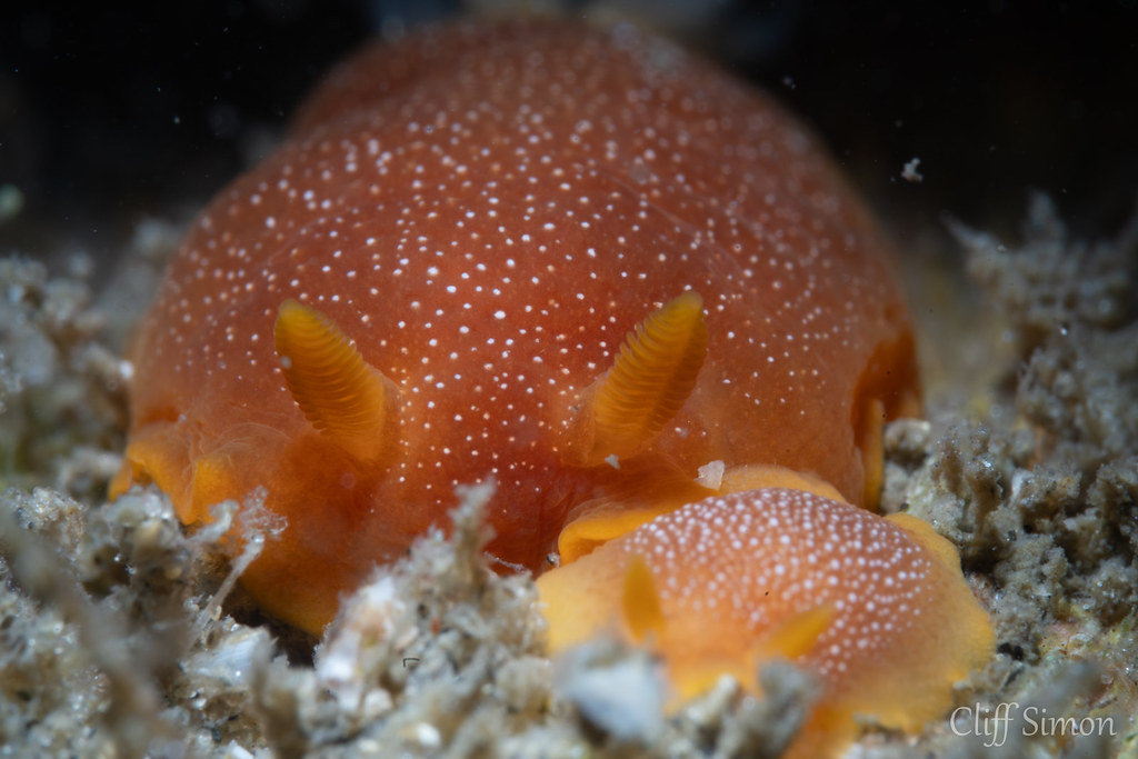White-spotted Dorid, Doriopsilla albopunctata