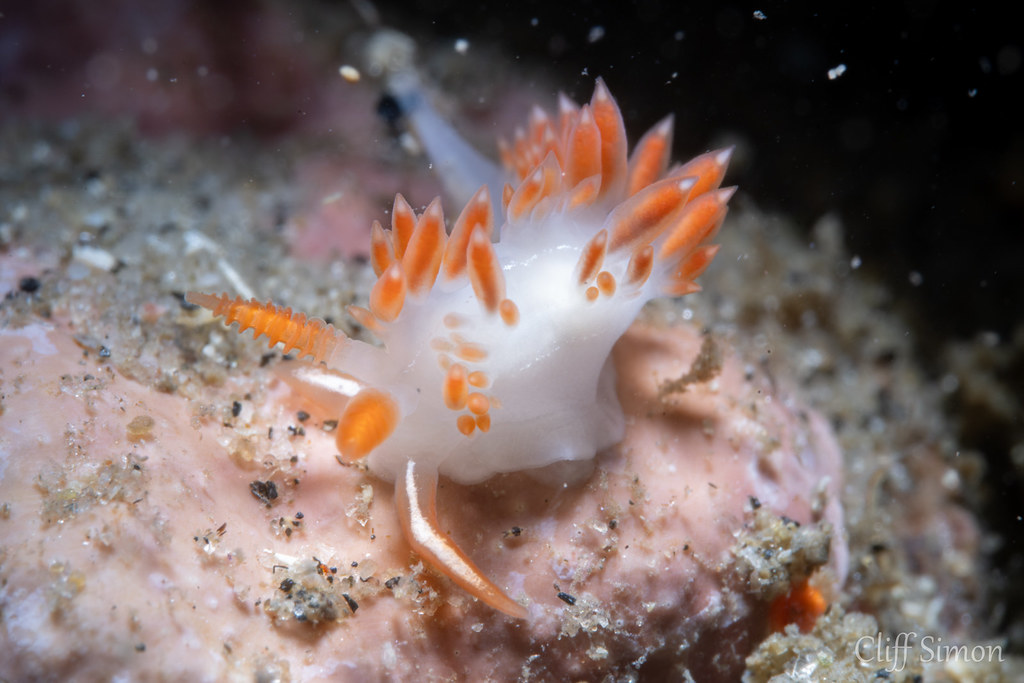 Fisher's Aeolid, Orienthella piunca