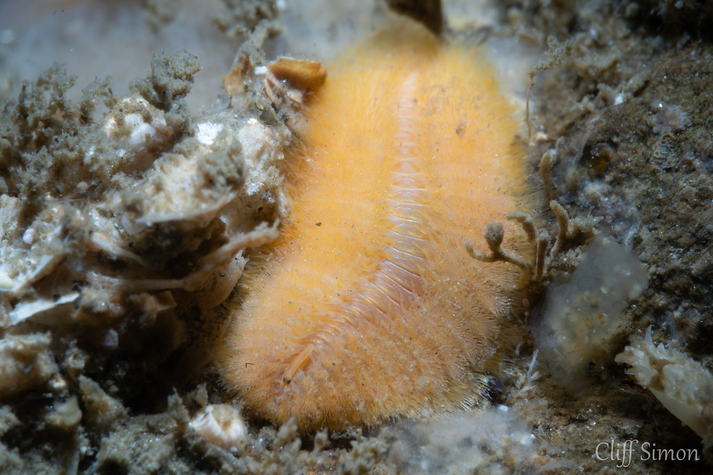 Bristleworm, Euphrosine sp