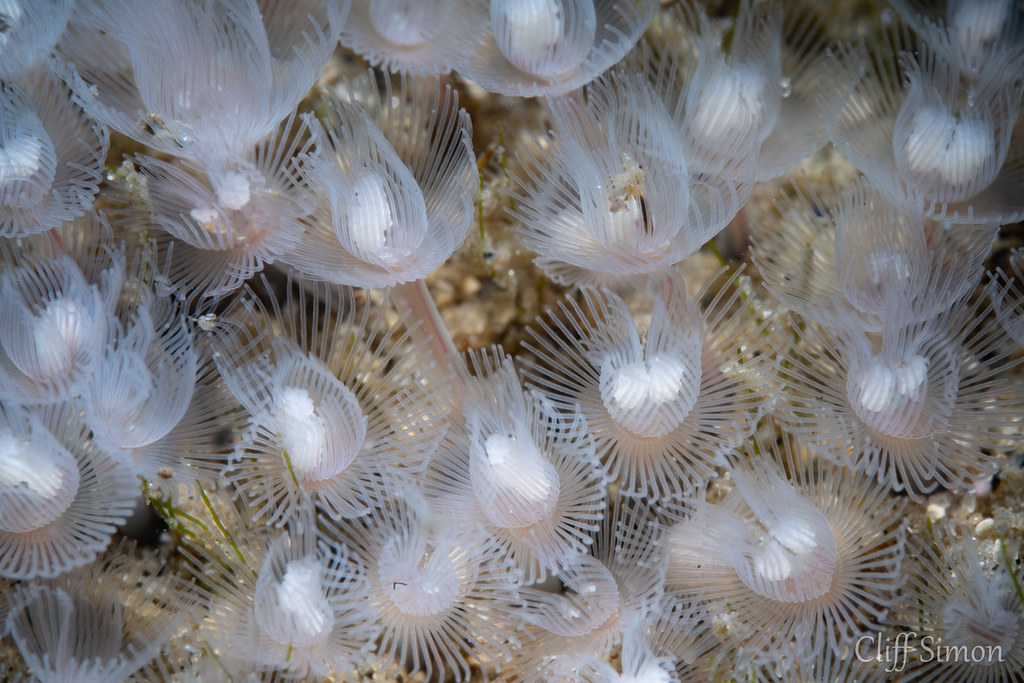 Horseshoe Worm, Phoronis ijimai