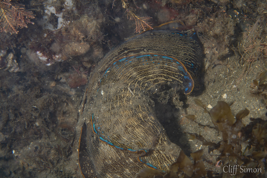 This navanax worm was massive, bigger than my hand. Had to flip my smc out just to snap a quick photo of this guy. Navanax Worm, Navanax inermis