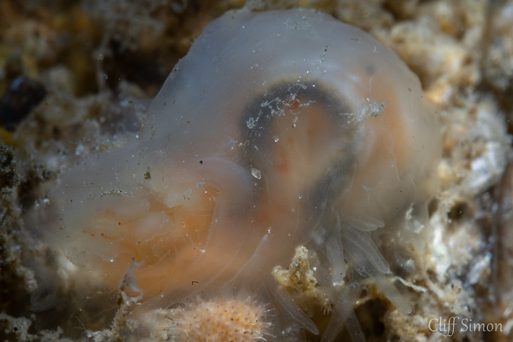 Pacific Transparent Sea Squirt, Ciona savignyi