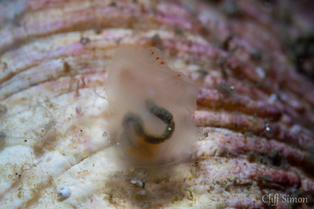 Pacific Transparent Sea Squirt, Ciona savignyi