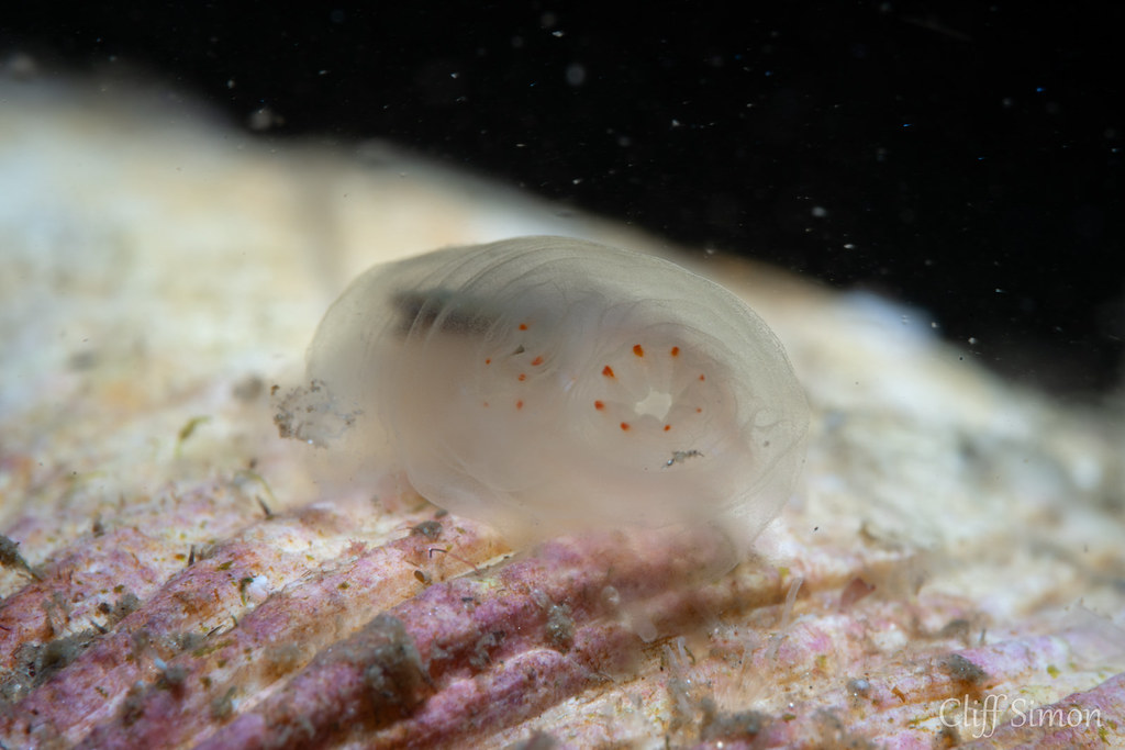 Pacific Transparent Sea Squirt, Ciona savignyi