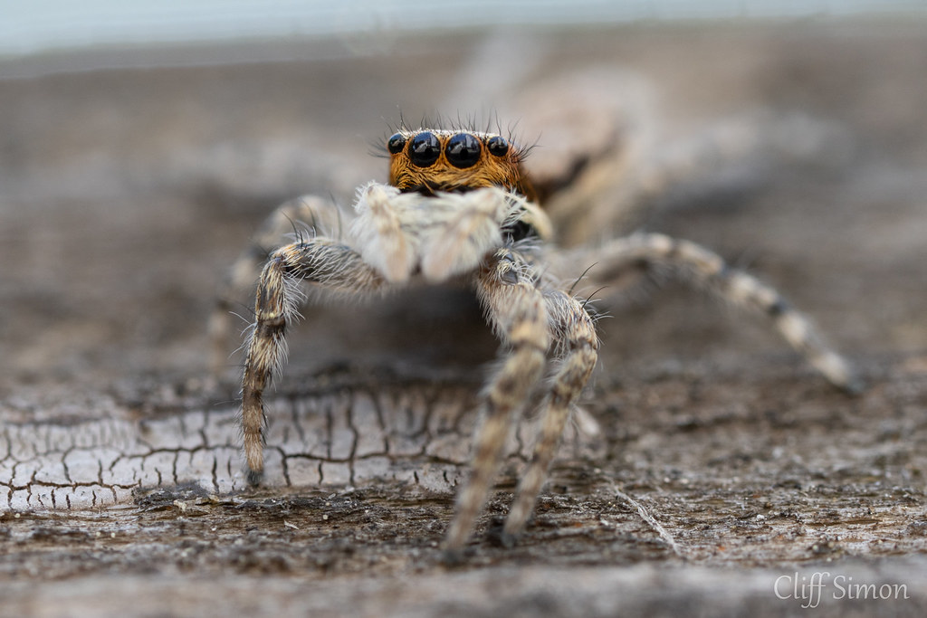 Bonus spider I took later in the day. If you look closely you can see me and my house in the reflection of the eyes!. 