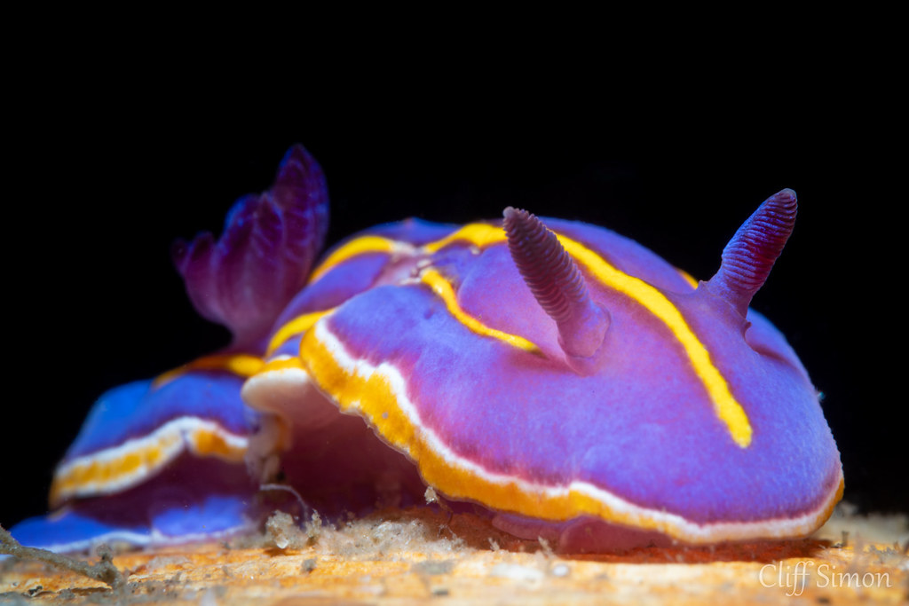 Macfarland's Chromodorid, Chromodoris macfarlandi