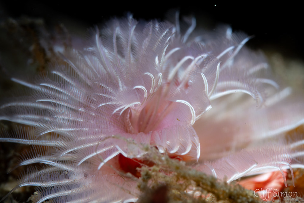 Twin Fanworm, Bispira volutacornis