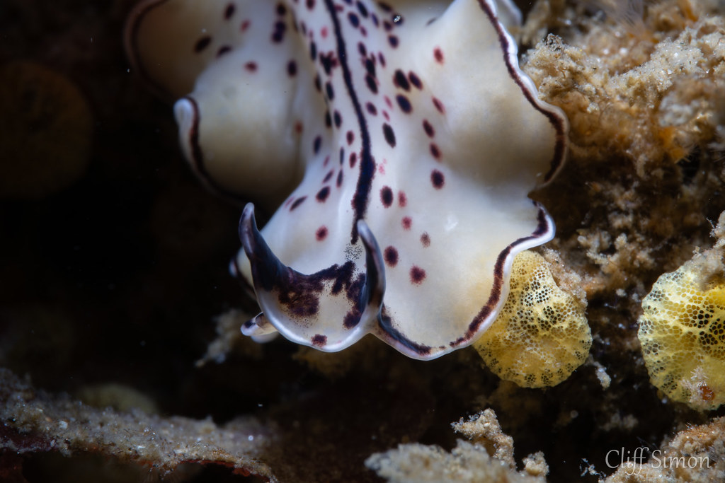 Monterey Flatworm, Pseudoceros montereyensis