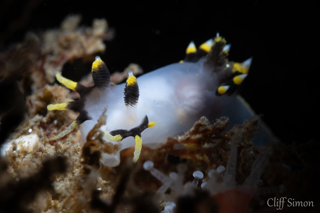 Three Colored Dorid, Polycera tricolor