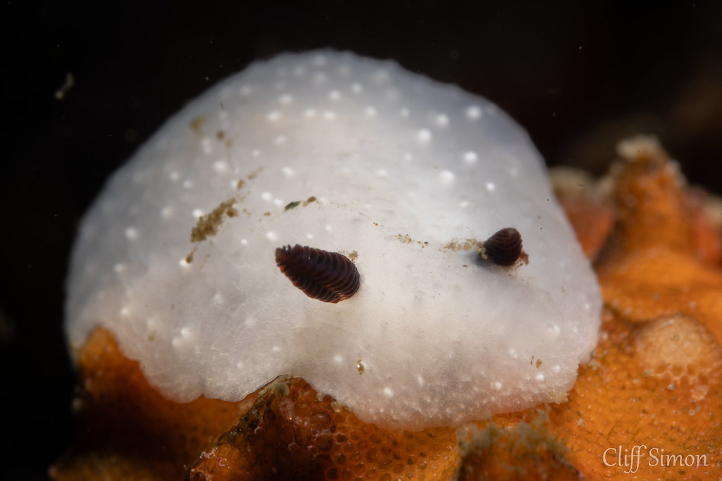 Limbaughs' Cadlina, Cadlina limbaughorum