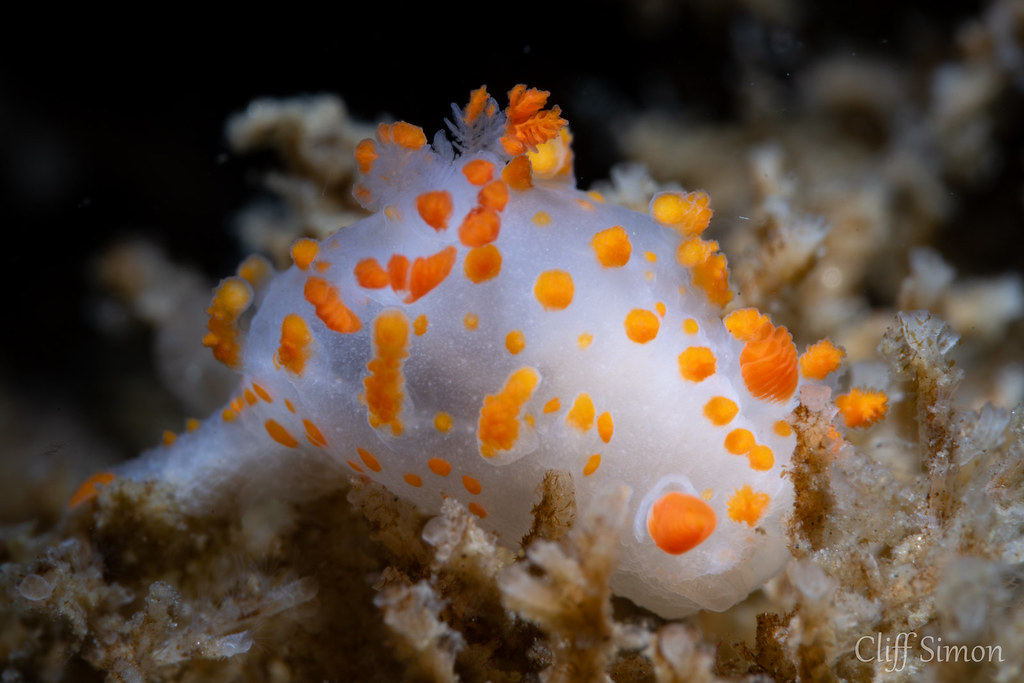 Clown Dorid, Tiopha Catalinae