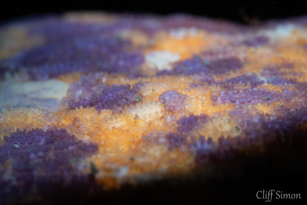 Bat Star, Patiria miniata