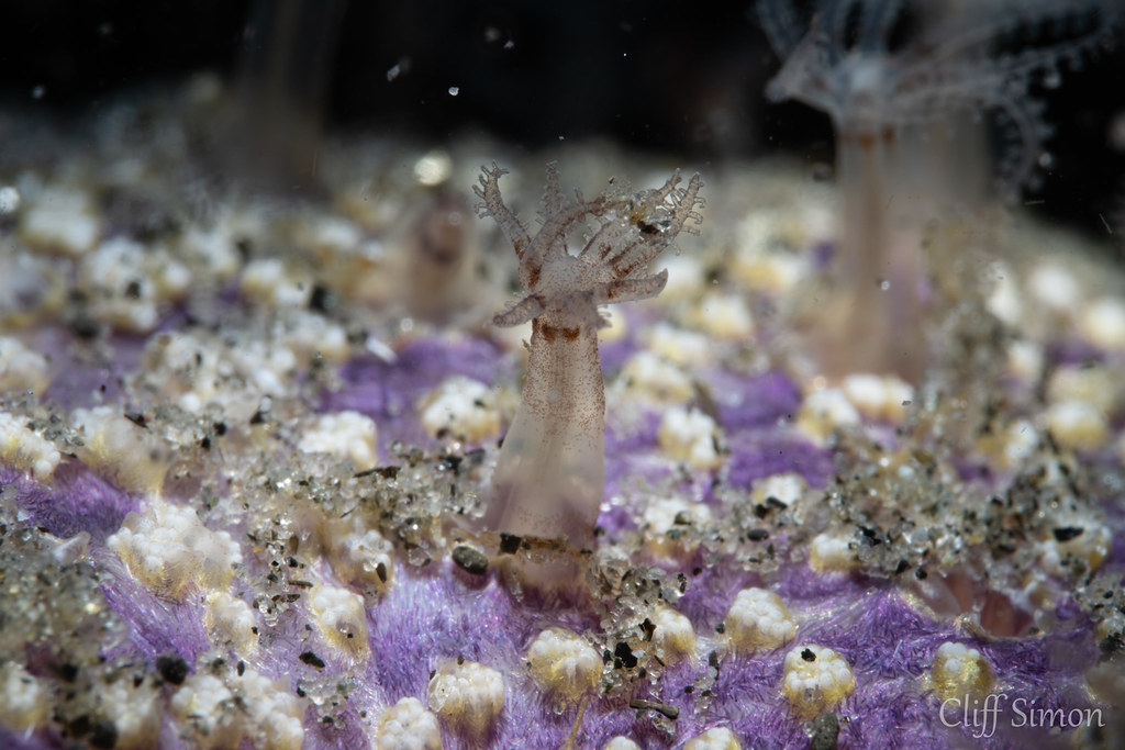 Renilla Sea Pansy, Renilla koellikeri