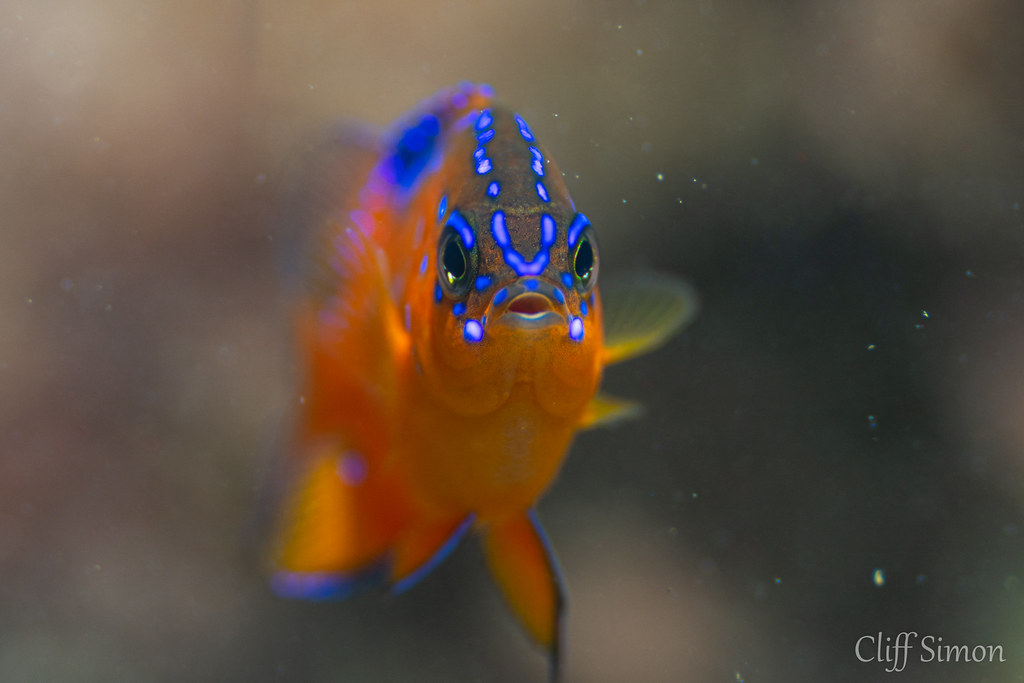 Garibaldi, Hypsypops rubicundus