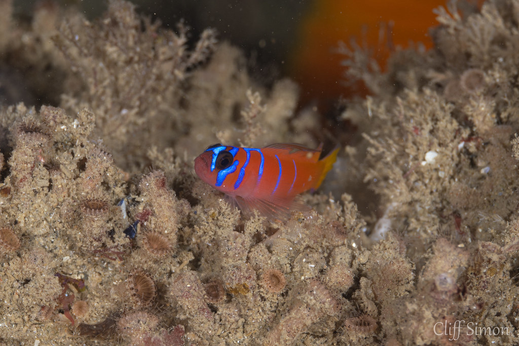 Bluebanded Goby, Lythrypnus dalli