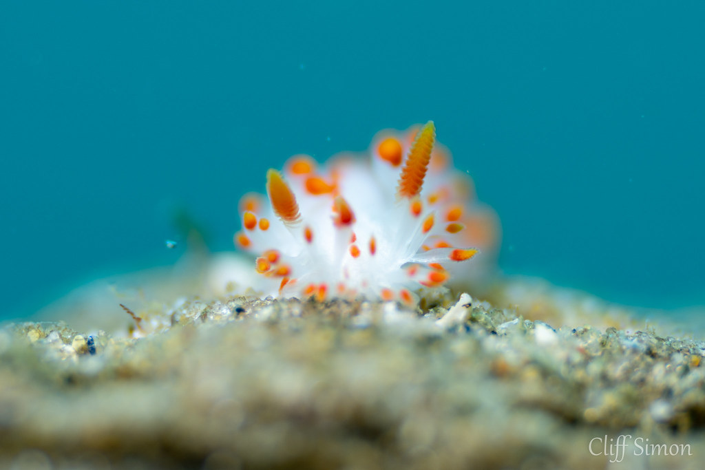 McDonald's Dorid, Limacia mcdonaldi