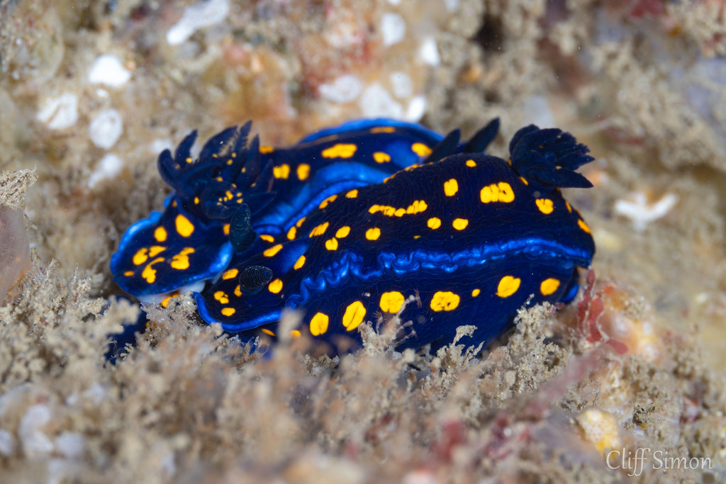 California Chromodorid, Felimare californiensis