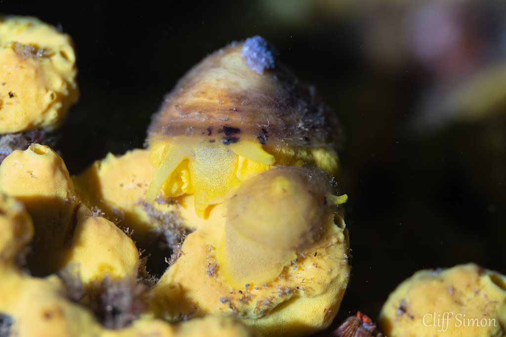 Mushroom Sidegill, Tylodina fungina
