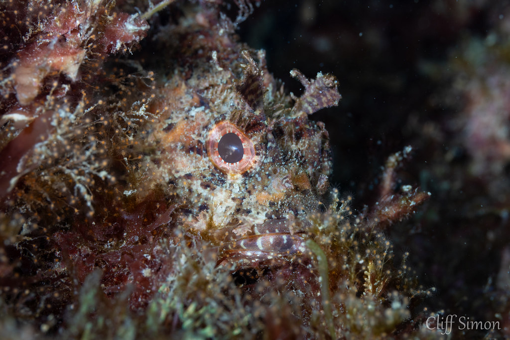 California Scorpionfish, Scorpaena guttata
