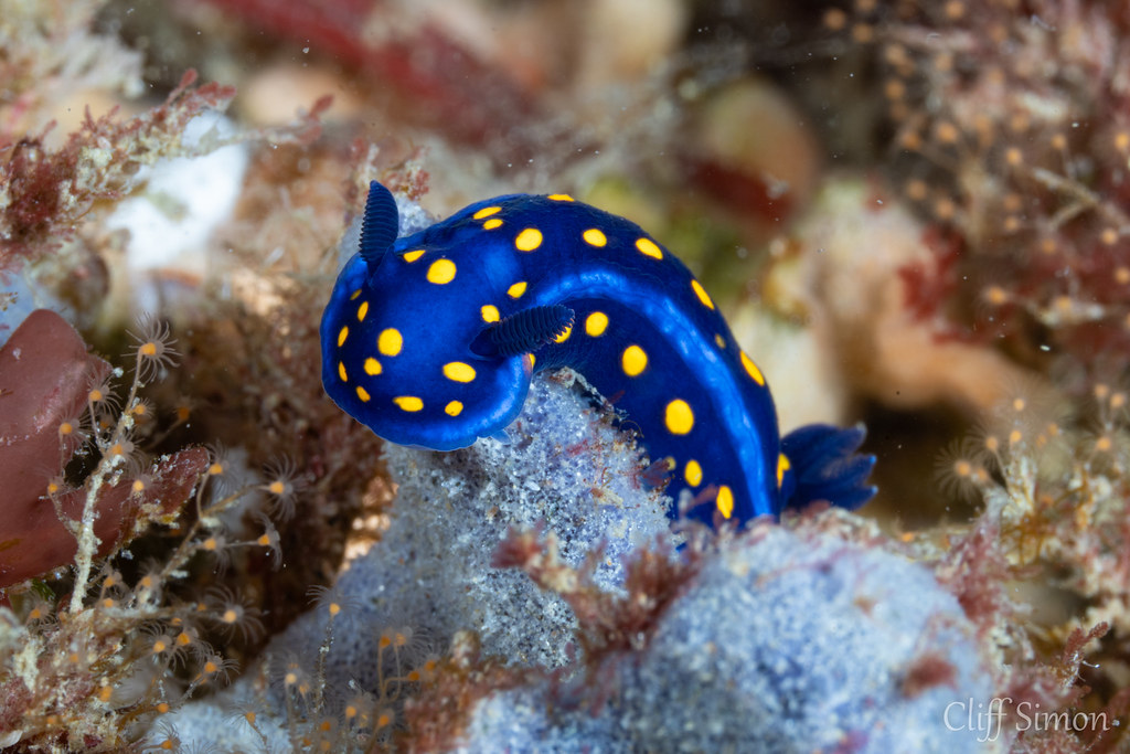 California Chromodorid, Felimare californiensis
