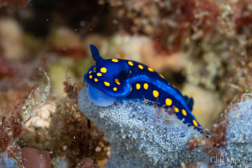 California Chromodorid, Felimare californiensis