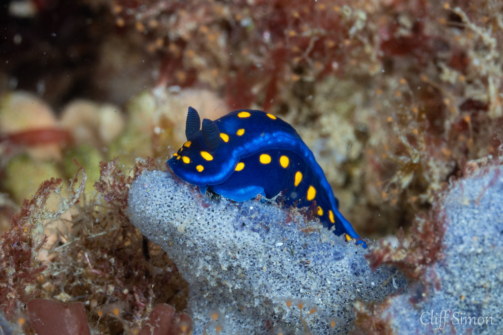 California Chromodorid, Felimare californiensis