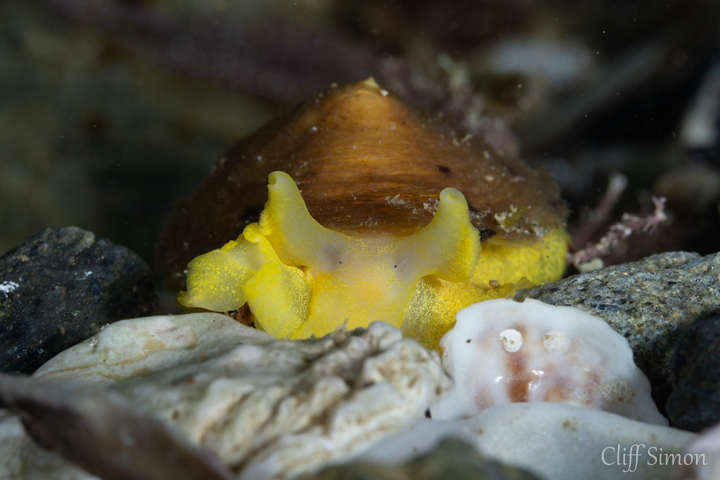 Mushroom Sidegill, Tylodina fungina