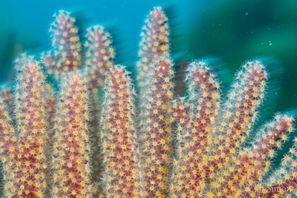 California Golden Gorgonian, Muricea californica