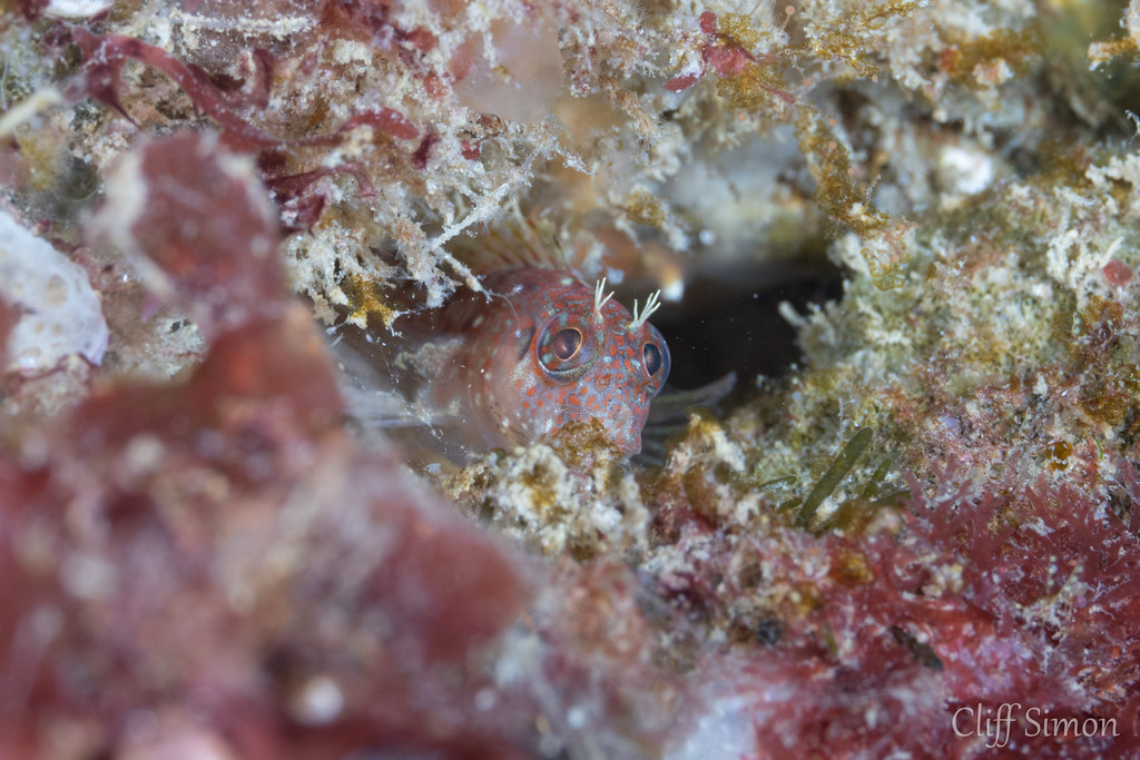 Rockpool Blenny, Hypsoblennius gilberti