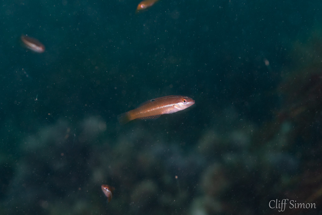Rock Wrasse, Halichoeres semicinctus