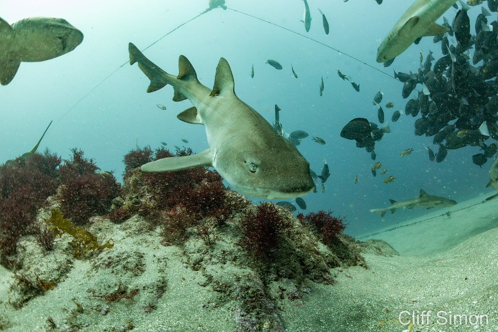 Banded Hound Shark