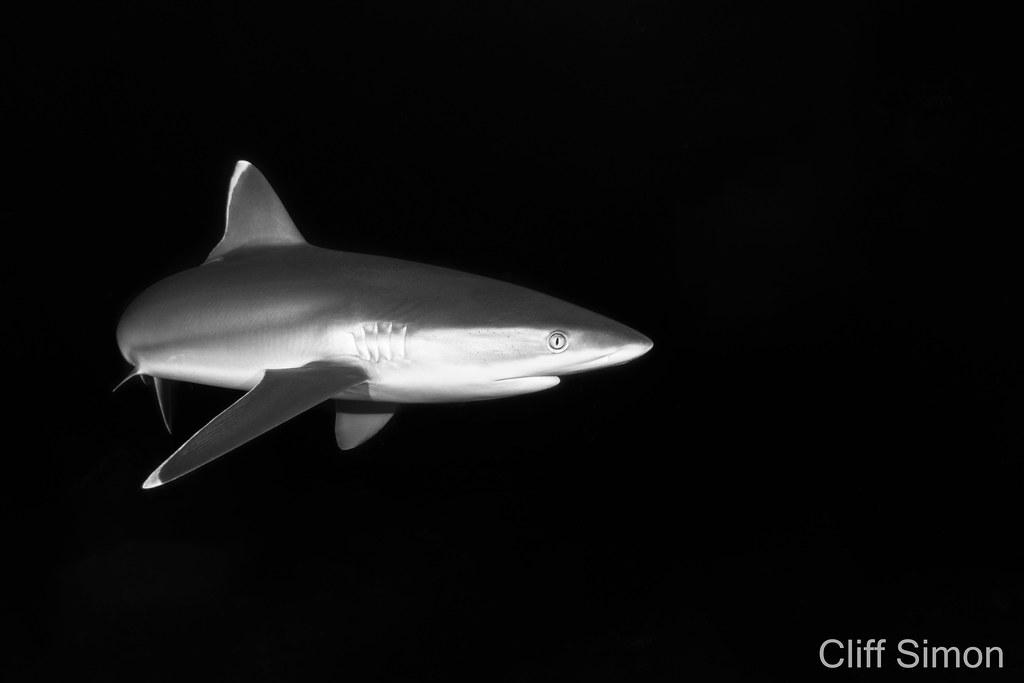 Silvertip Shark