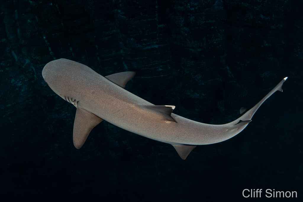 Whitetip Reef Shark