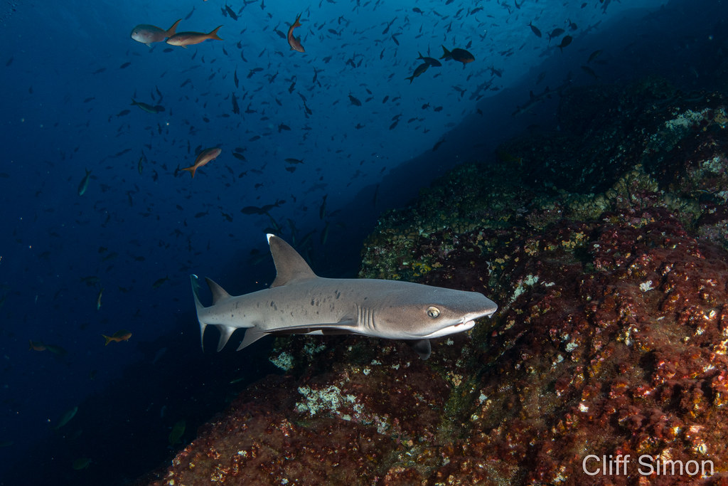 Whitetip Reef Shark
