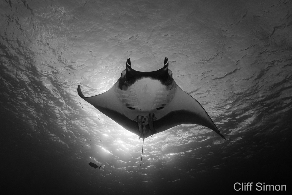 Oceanic Manta Ray