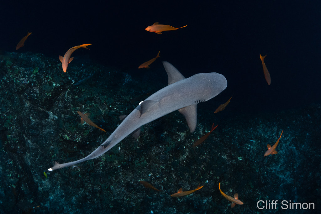 Whitetip Reef Shark