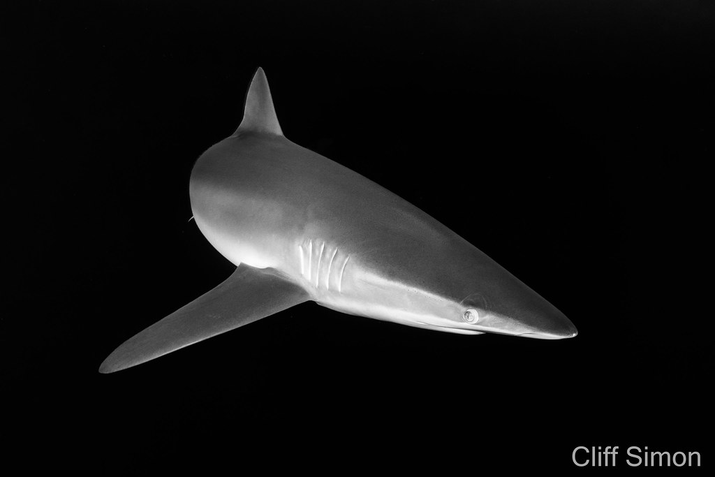 Silky Shark