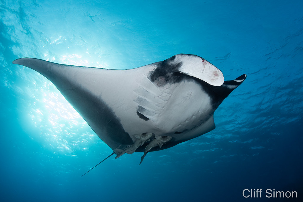 Oceanic Manta Ray