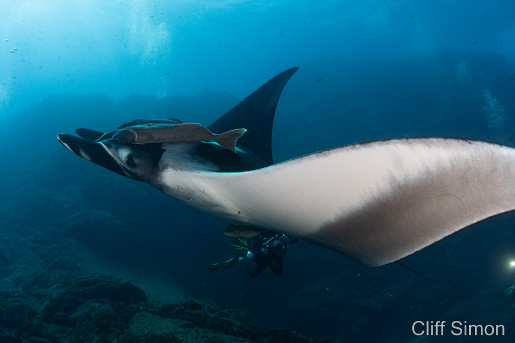 Oceanic Manta Ray