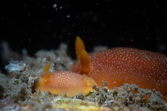 White-spotted Dorid, Doriopsilla albopunctata