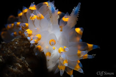 Cockscomb Nudibranch, Antiopella barbarensis