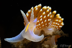 Opalescent Nudibranch, Hermissenda opalescens