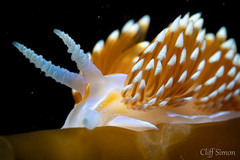 Opalescent Nudibranch, Hermissenda opalescens