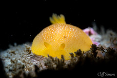 White-spotted Dorid, Doriopsilla albopunctata