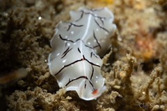 Striped Polyclad Flatworm, Eurylepta californica