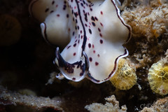 Monterey Flatworm, Pseudoceros montereyensis