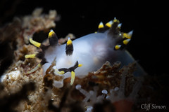 Three Colored Dorid, Polycera tricolor