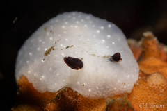 Limbaughs' Cadlina, Cadlina limbaughorum