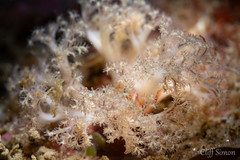 Peanut Worm, Themiste pyroides